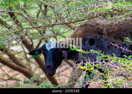 Moutons dans le parc national de Shete Boka, Curaçao Banque D'Images