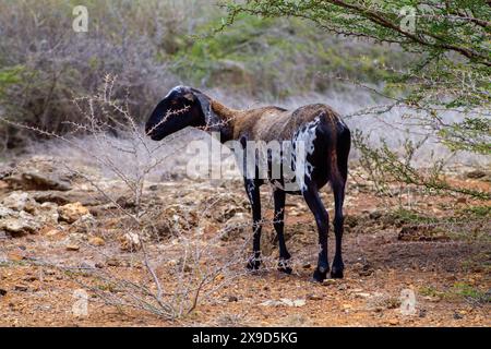 Moutons dans le parc national de Shete Boka, Curaçao Banque D'Images