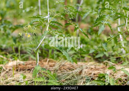 Jeunes buissons de tomates en fleurs avec des fleurs sur le lit du jardin. Culture de tomates dans des conditions domestiques. Faible profondeur de champ. Banque D'Images