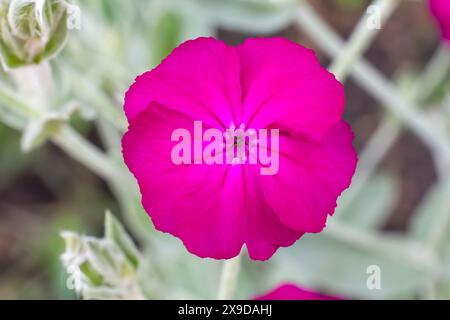 Gros plan une fleur Silene coronaria ou Lychnis coronaria avec un fond naturel flou. Plantes à fleurs dans le jardin. Banque D'Images