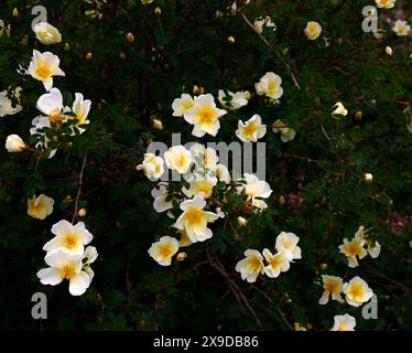 Gros plan des fleurs simples jaunes de la rose de jardin fleuri de printemps rosa xanthina canary Bird. Banque D'Images