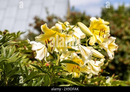 Lilium 'Conca d'Or' est un lis aux fleurs blanches et jaunes (hybride OT) Banque D'Images