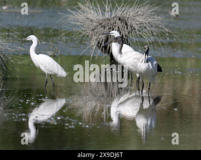 White Heron et African Sacred Ibis, échassiers dans un marais. Banque D'Images