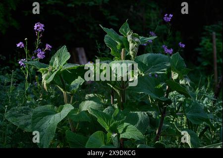 Natur Muskatellersalbei Muskatellersalbei Salvia sclarea, auch Muskat-Salbei, Roemischer Salbei, Scharlei, Scharlauch und Scharlachkraut. Die Nutzpflanze wird als Heilpflanze und Gewuerz genutzt. 25.5.2024 *** nature sauge claire sauge claire salvia sclarea , également connue sous le nom de sauge de muscade, sauge rouge, sauge écarlate, ail écarlate et fièvre écarlate la plante utile est utilisée comme plante médicinale et épice 25 5 2024 Banque D'Images