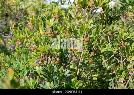 Westlicher Erdbeerbaum, Erdbeerbaum, Erdbeer-Baum, Früchte, Arbutus unedo, fraise Tree, chorleywood, fruit, Arbousier commun Banque D'Images