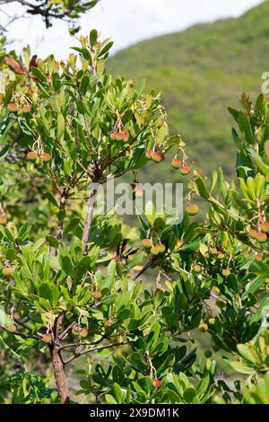 Westlicher Erdbeerbaum, Erdbeerbaum, Erdbeer-Baum, Früchte, Arbutus unedo, fraise Tree, chorleywood, fruit, Arbousier commun Banque D'Images