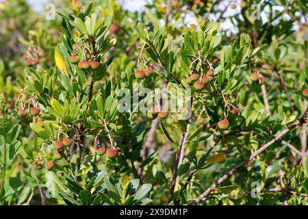 Westlicher Erdbeerbaum, Erdbeerbaum, Erdbeer-Baum, Früchte, Arbutus unedo, fraise Tree, chorleywood, fruit, Arbousier commun Banque D'Images