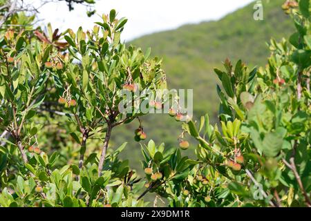 Westlicher Erdbeerbaum, Erdbeerbaum, Erdbeer-Baum, Früchte, Arbutus unedo, fraise Tree, chorleywood, fruit, Arbousier commun Banque D'Images