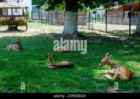 Petits cerfs de bébé sur une herbe verte dans un jardin Banque D'Images