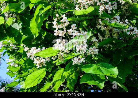 Grandes branches avec fleurs blanches décoratives et feuilles vertes de Catalpa bignonioides plante communément connue sous le nom de catalpa, cigartree ou Indian be Banque D'Images