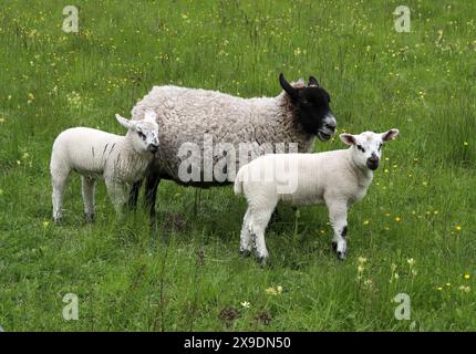 Mouton à face noire Ewe avec deux agneaux, Ovis aries, Bovidae. Le Blackface ou Scottish Blackface est une race de moutons britannique. Banque D'Images