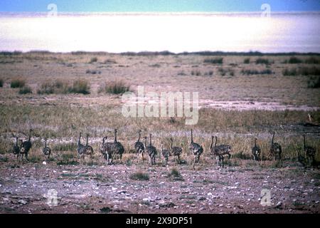 Autruche commune, Struthio camelus, poussins avec casserole en arrière-plan, parc national d'Etosha, Namibie Banque D'Images