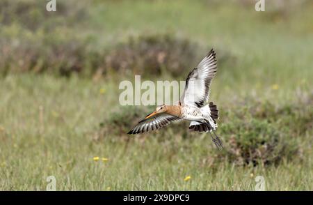 Débarquement de godwit à queue noire dans les prairies Banque D'Images