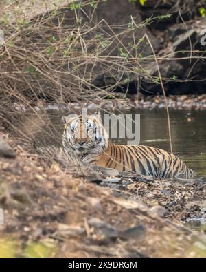 sauvage énorme tigre mâle du bengale ou panthera tigre reposant dans un trou d'eau rafraîchissant le corps saison estivale safari matinal dans la forêt sèche ou la jungle panna Banque D'Images