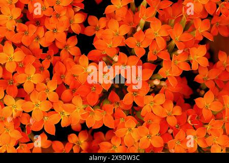 Plante Kalanchoe avec fleurs orangées, Kalanchoe blossfeldiana, fond de fleur orange vif Banque D'Images
