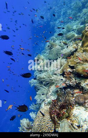 Indonésie Alor Island - vie marine - récif corallien avec poissons tropicaux Banque D'Images