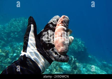 Indonésie Alor Island - vie marine - concombre de mer - échinoderme Banque D'Images