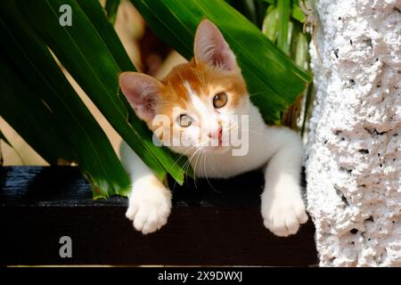 Les chats de rue autour du monde - Indonésie Banque D'Images