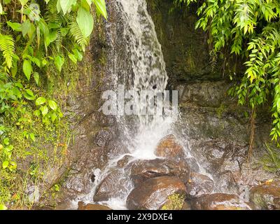 Gros plan d'une petite cascade en cascade au-dessus des rochers entourés d'un feuillage verdoyant de la jungle. Banque D'Images