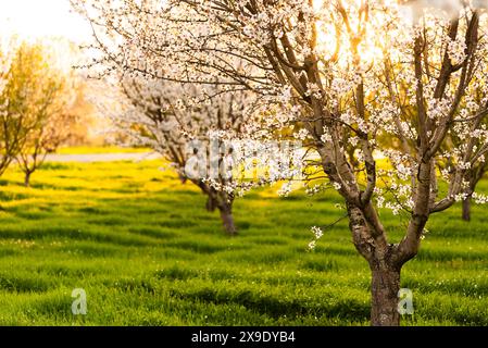 Les amandes fleurissent en pleine floraison au coucher du soleil dans un champ vert. Banque D'Images