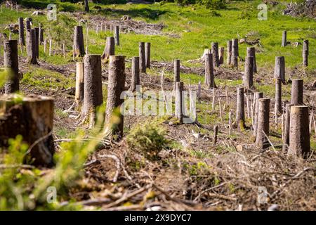 Défrichement avec des souches d'arbres en raison de la gestion des infestations de ravageurs dans la forêt de Thuringe Banque D'Images