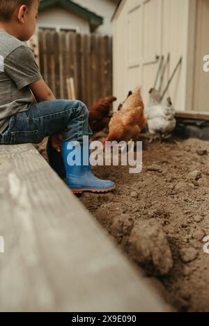 Poulets dans une coopérative de jardin avec un enfant en arrière-plan Banque D'Images