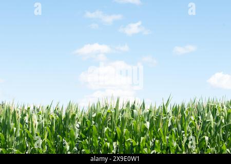 Champ de maïs vert luxuriant sous un ciel bleu avec des nuages éparpillés Banque D'Images