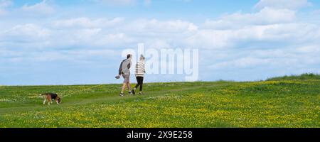 Une image panoramique d'un couple promenant leur chien beagle dans un champ tapissé dans Lesser Spearwort Ranunculus flammula à Newquay en Cornouailles dans le U. Banque D'Images