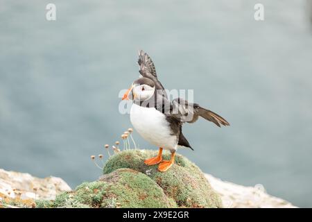 Puffin sur le point de voler près des fleurs Noss Shetland Islands Banque D'Images