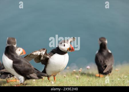 Puffin sur le point de voler par l'océan Noss Shetland Islands Banque D'Images