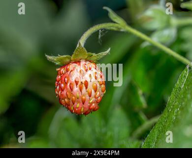 Gros plan de fraise sauvage Banque D'Images