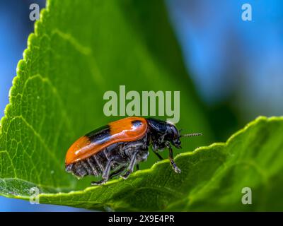 Plan macro de coléoptère sac fourmis sur feuille verte Banque D'Images