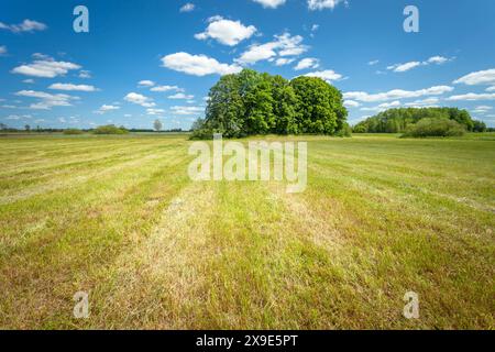 Une prairie rurale tondue avec des arbres et des nuages blancs sur un ciel bleu Banque D'Images