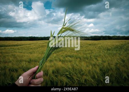 une main tient une touffe de grain devant un champ de céréales Banque D'Images