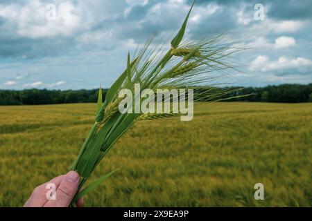 une main tient une touffe de grain devant un champ de céréales Banque D'Images