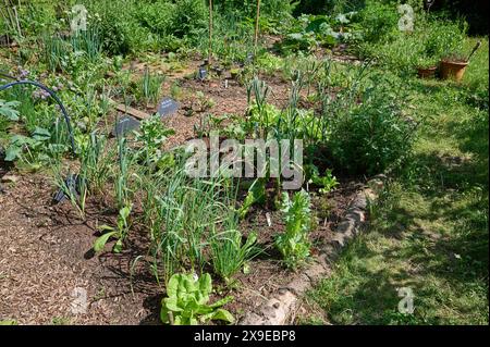 Garten Gemuesebeet Mischkultur Gemueseanbau im eigenen Garten. Ein Mischkulturbeet mit Zwiebeln, Knoblauch, Schnittlauch, Rote Beete und Salat. Die verschiedenen Pflanzen unterstuetzen sich beim Wuchs gegenseitig und schuetzen sich unter anderem vor Schaedlingen. 25.5.2024 *** parcelle de légumes du jardin culture mixte culture de légumes dans votre propre jardin Une parcelle de culture mixte avec des oignons, de l'ail, de la ciboulette, de la betterave et de la laitue les différentes plantes se soutiennent mutuellement et se protègent mutuellement des parasites, entre autres 25 5 2024 Banque D'Images