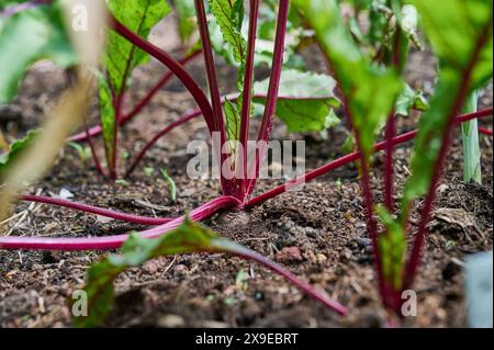 Garten Gemuesebeet Mischkultur Gemueseanbau im eigenen Garten. Rote Beete in einem Mischkulturbeet mit Zwiebeln, Knoblauch, Schnittlauch und Salat. Die verschiedenen Pflanzen unterstuetzen sich beim Wuchs gegenseitig und schuetzen sich unter anderem vor Schaedlingen. 25.5.2024 *** potager culture mixte culture de légumes dans votre propre jardin betterave dans une culture mixte avec des oignons, de l'ail, de la ciboulette et de la laitue les différentes plantes se soutiennent mutuellement et se protègent mutuellement des parasites, entre autres 25 5 2024 Banque D'Images