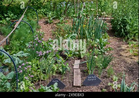 Garten Gemuesebeet Mischkultur Gemueseanbau im eigenen Garten. Ein Mischkulturbeet mit Zwiebeln, Knoblauch, Schnittlauch, Rote Beete und Salat. Die verschiedenen Pflanzen unterstuetzen sich beim Wuchs gegenseitig und schuetzen sich unter anderem vor Schaedlingen. 25.5.2024 *** parcelle de légumes du jardin culture mixte culture de légumes dans votre propre jardin Une parcelle de culture mixte avec des oignons, de l'ail, de la ciboulette, de la betterave et de la laitue les différentes plantes se soutiennent mutuellement et se protègent mutuellement des parasites, entre autres 25 5 2024 Banque D'Images