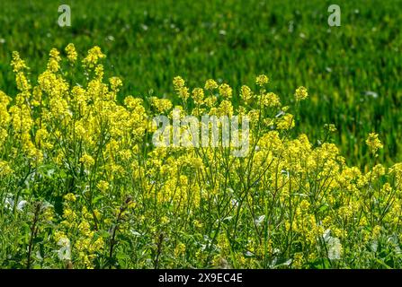 Jaune Charlock (Sinapis arvensis) fleurit dans une marge de champ arable sur une terre agricole près du village de Chart Sutton, près de Maidstone, Kent, Royaume-Uni. Banque D'Images