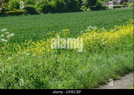 Marge de champ arable et fleurs de Charlock jaunes par un sentier public sur des terres agricoles près du village de Chart Sutton, près de Maidstone, Kent, Royaume-Uni. Banque D'Images