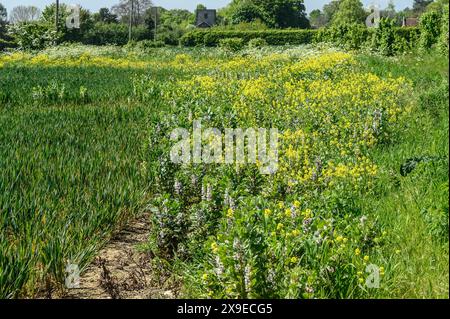 Marge de champ arable et fleurs de Charlock jaunes par un sentier public sur des terres agricoles près du village de Chart Sutton, près de Maidstone, Kent, Royaume-Uni. Banque D'Images