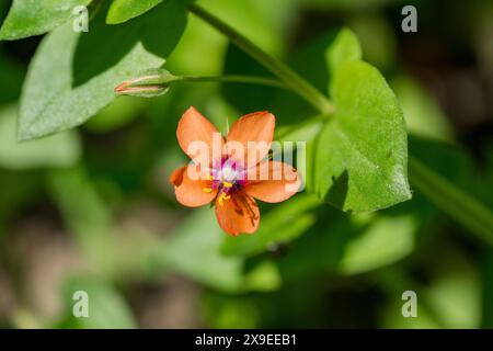 Gros plan d'Anagallis arvensis, communément appelée fleur écarlate Banque D'Images