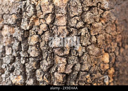 Écorce d'un caroubier en vue rapprochée Banque D'Images