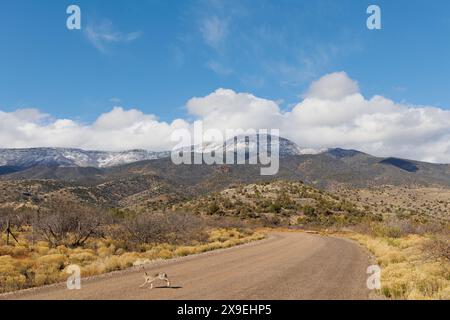 Jackrabbit sur une route de terre menant aux montagnes escarpées dans le centre de l'Arizona Banque D'Images