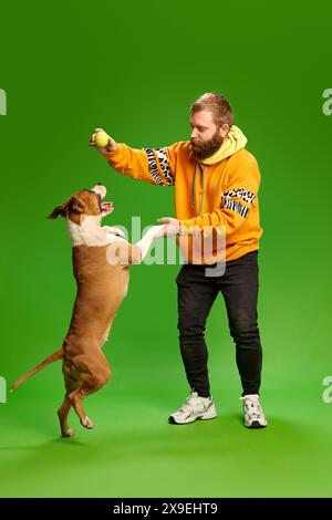 L'homme portant un sweat à capuche orange coloré joue avec son chien sauteur en tenant une balle de tennis sur fond de studio vert vibrant. Banque D'Images