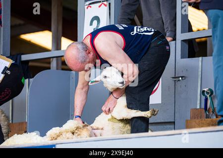 SHEPTON MALLET, SOMERSET, Royaume-Uni, 31 mai 2024, tonte des moutons à la main au Royal Bath and West Show. Crédit John Rose/Alamy Live News Banque D'Images