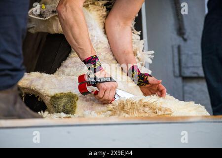 SHEPTON MALLET, SOMERSET, Royaume-Uni, 31 mai 2024, tonte des moutons à la main au Royal Bath and West Show. Crédit John Rose/Alamy Live News Banque D'Images