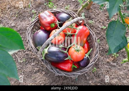 Légumes fraîchement récoltés dans un panier en osier dans le jardin. Agriculture biologique, alimentation saine et jardinage Banque D'Images