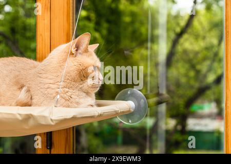 fawn chat est allongé sur un lit suspendu. lit suspendu pour chat attaché à la fenêtre. lit suspendu pour chat. chat regardant par la fenêtre. Banque D'Images