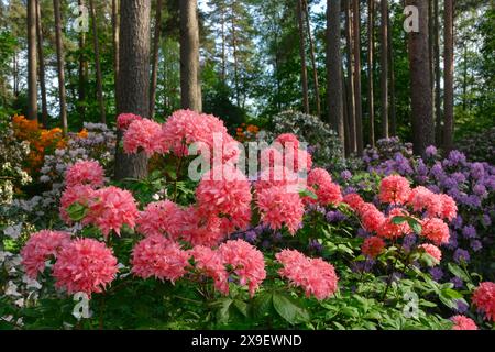 Belles fleurs de rhododendrons roses en gros plan, rhododendrons fleuris luxuriants sur fond. Rhododendron buissons dans la forêt de pins d'été. Banque D'Images